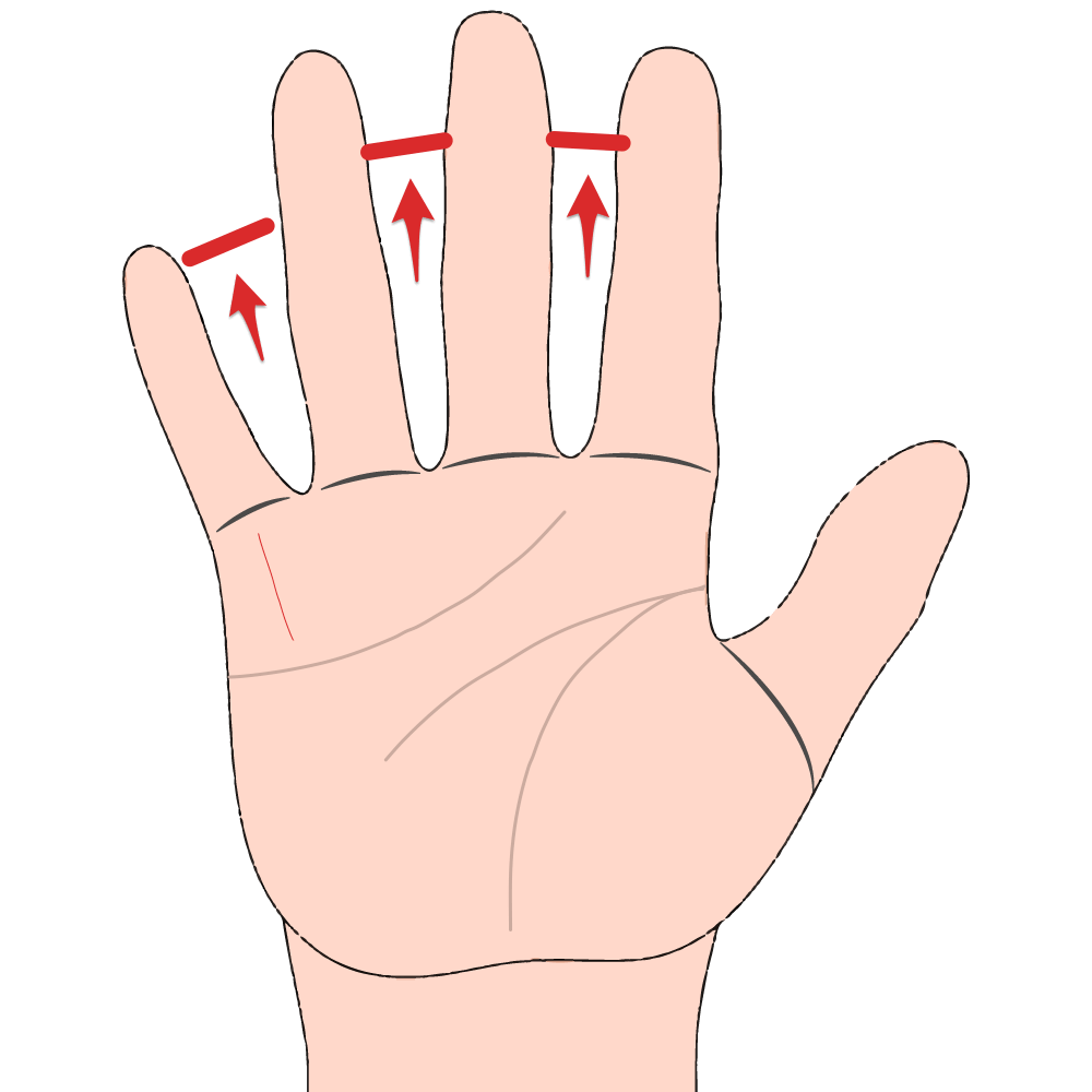 Fingers are evenly spaced